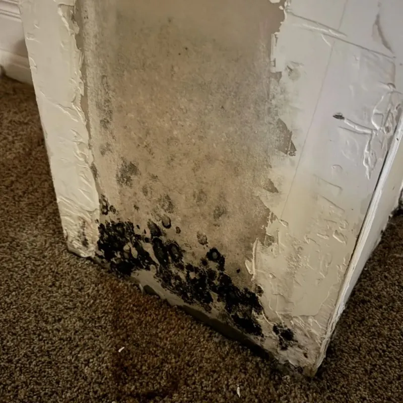 Professional Mold Removal in Georgiana, AL